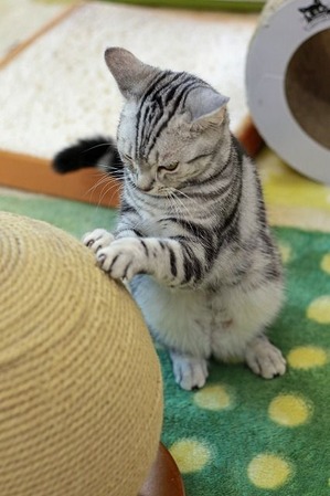 nekomanma_7583_edited-1