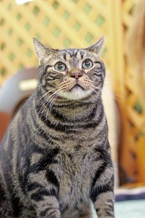 nekomanma_5534_edited-1