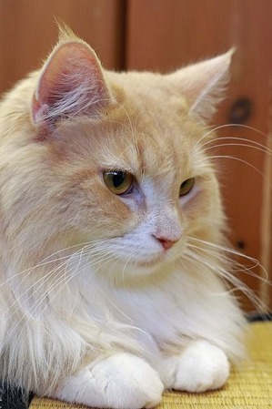 nekomanma_2480_edited-1