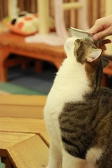 IMG_5451