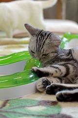 nekomanma_8347_edited-1