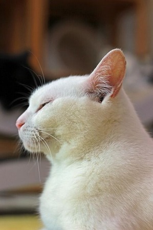 nekomanma_1417_edited-1