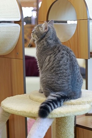 nekomanma_6047_edited-1