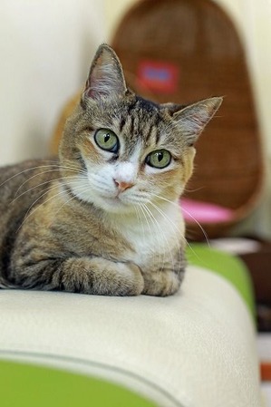 nekomanma_5890_edited-1