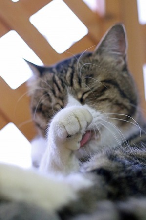 nekomanma_8200_edited-1