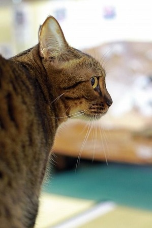 nekomanma_9512_edited-1