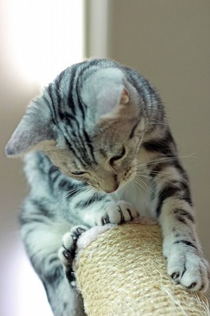 nekomanma_0029_edited-1