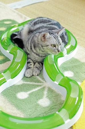 nekomanma_6486_edited-1
