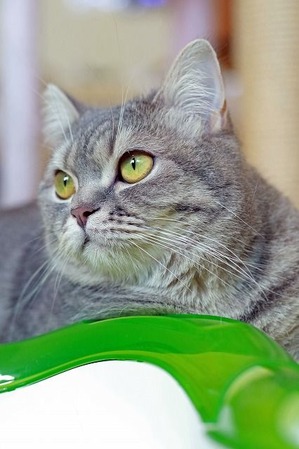 nekomanma_6991_edited-1