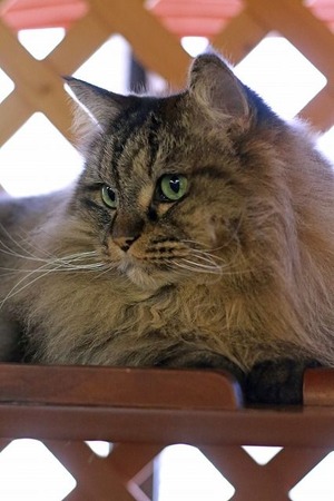 nekomanma_6981_edited-1