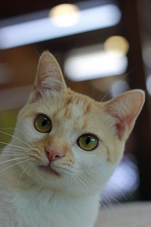 nekomanma_5597_edited-1