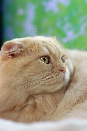 nekomanma_7433_edited-1