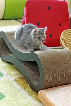 nekomanma_9554_edited-1