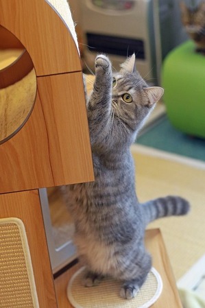 nekomanma_4112_edited-1