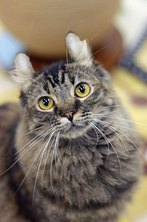 nekomanma_2767_edited-1