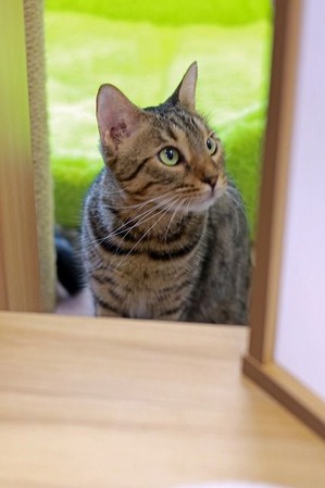 nekomanma_5803_edited-1