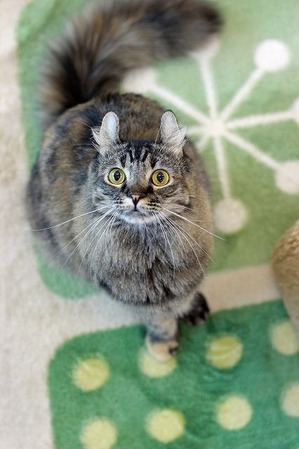 nekomanma_4110_edited-1