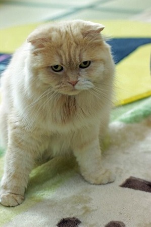 nekomanma_3909_edited-1