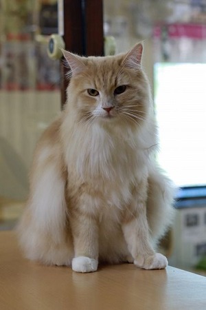 nekomanma_9629_edited-1