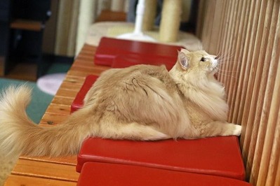 nekomanma_4568_edited-1