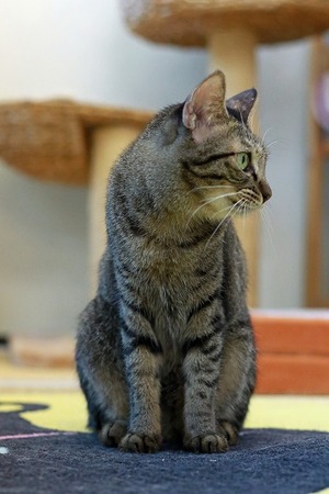 nekomanma_7824_edited-1