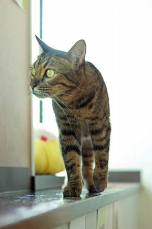 nekomanma_3087_edited-1