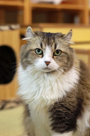 nekomanma_6465_edited-1
