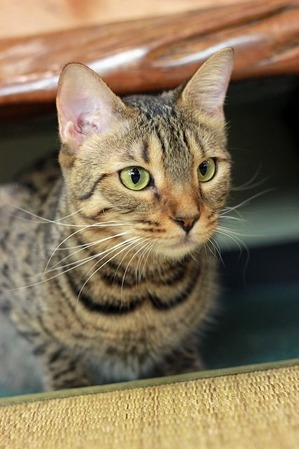 nekomanma_9978_edited-1