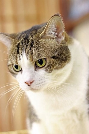 nekomanma_3229_edited-1