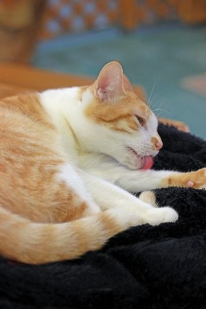 nekomanma_4668_edited-1