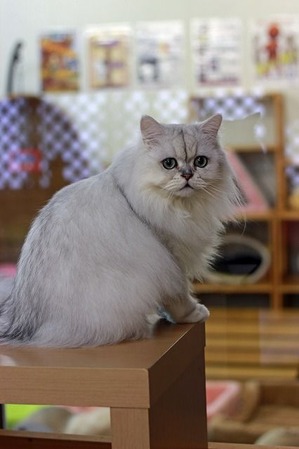 nekomanma_7572_edited-1