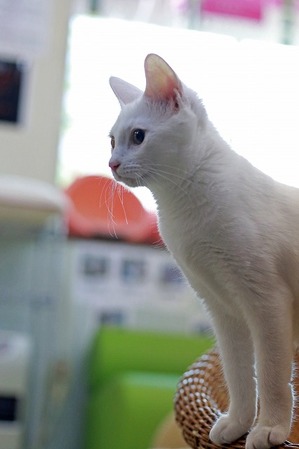 nekomanma_8623_edited-1