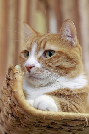 nekomanma_9451_edited-1