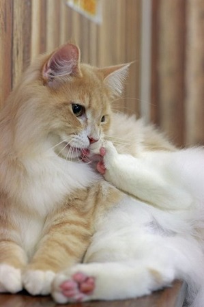 nekomanma_7583_edited-1