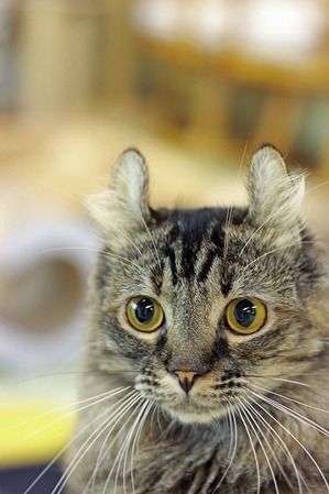 nekomanma_4255_edited-1