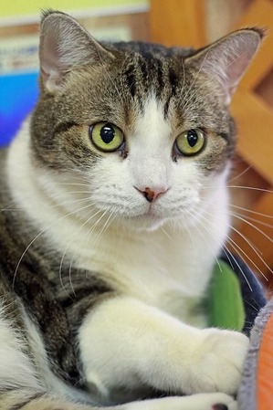 nekomanma_6348_edited-1