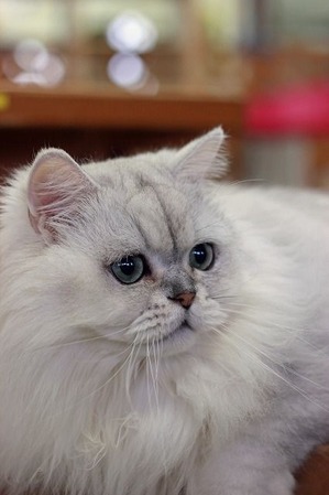 nekomanma_5645_edited-1