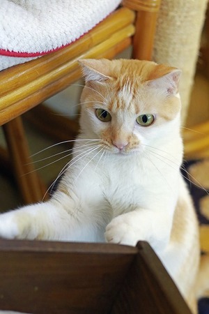 nekomanma_4583_edited-1