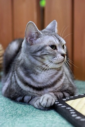 nekomanma_1429_edited-1