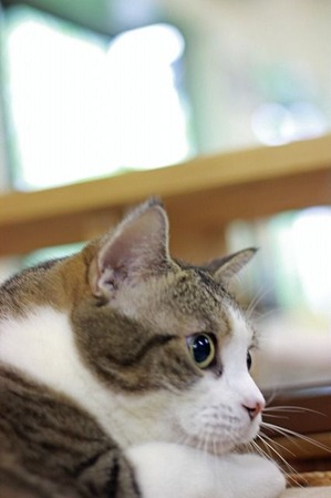 nekomanma_3242_edited-1