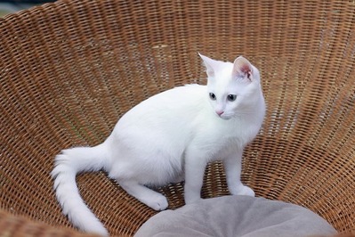 nekomanma_4047_edited-1