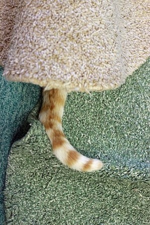nekomanma_1571_edited-1