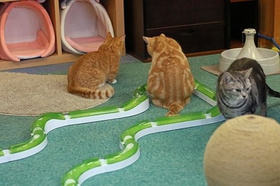 nekomanma_3655_edited-1
