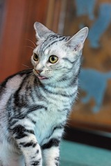 nekomanma_3311_edited-1