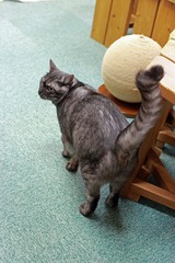 nekomanma_3128_edited-1