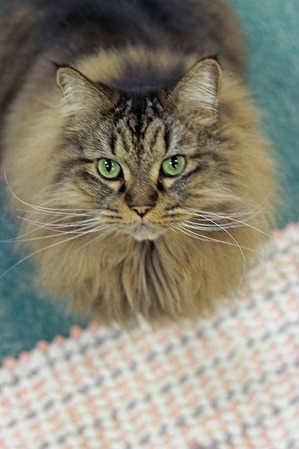 nekomanma_3689_edited-1