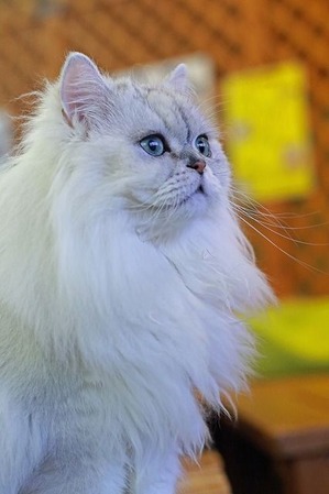 nekomanma_6066_edited-1