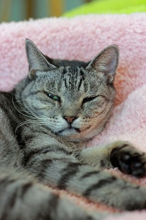 nekomanma_2484_edited-1