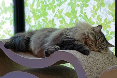 nekomanma_3653_edited-1
