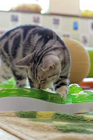 nekomanma_8324_edited-1